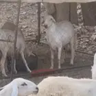 خروف فحل ( ثني )