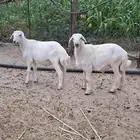 طليان هجين حري ورفيدي
