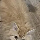 قط للبيع برتقالي