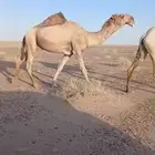 بعير اشقح منتج