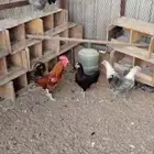 دفعة دجاج بلدي الخرج