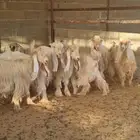 معزا عوارض صفر معرفه