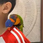 ببغاء لوري اليف جدا ذكر