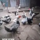 مزرعة الخير بمكة المكرمة .