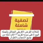 شجر طلح مقاس بوصة للمشاريع الحكومية