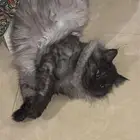 قط ذكر للتزاوج