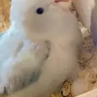 باروليت او باروتليت او بارتوليت تحته بيض