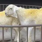 فحل صنف مشروط