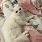قطه انثى شيرازي