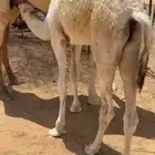 للبيع قعدان طيبه( تم البيع )