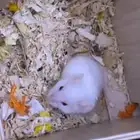 هامستر ونتر وايت صغار