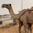 خلفه