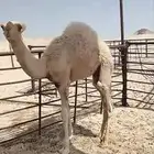 7 حشوان طيبه