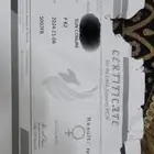 زوج صن كنيور