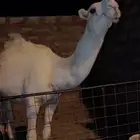 بكرة مفرودة طيبة صاهودي
