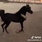 مهرة سودا دهما شعبيه للبيع