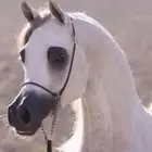 فرس بنت الكساندر والام بنت خيدار