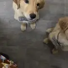 Golden retriever puppy