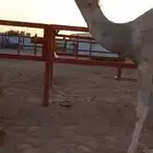 خفت شقح شاق على جميع الشروط منتجه البيع 10500 للوحده