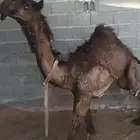 بكره مجهم مفروده