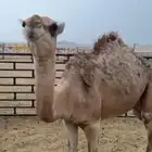 للبيع ناقه وضحى عشرى