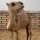 للبيع ناقه وضحى عشرى