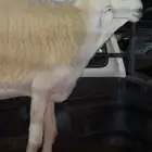 طلي فحل حري