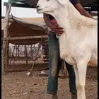 مشروع فاااخر تم البيع