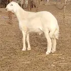 مشروع فحل فاخر