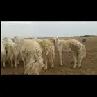 مشاريع فحول انتاج تم البيع