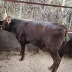 عجل الماني