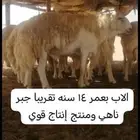 مشروع فحل