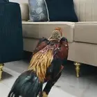 ديك شامو ياباني