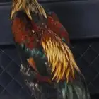 ديك شامو ياباني