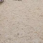 بط مسكوفي