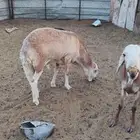 طليان سواكن