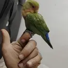 ببغاء روز اليف جدا ولعوب
