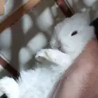 ارانب نذرلاند قزميه