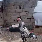 ديك سندي