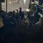 دجاج بلدي العدد20
