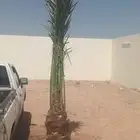 يوجد لدينا جميع انواع انخيل 0 0 6 0 8 7 5 3 5 0