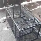 امصايد ذياب وكلاب وثعالب