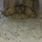 سلحفاة