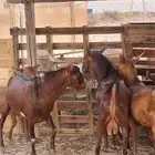 تيوس فحول السن جذعان شرط تظرب