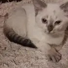 قط للتبني ذكر