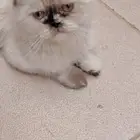 قطو مفقود عندنا الي يعرف القطو ذا او يعرف صاحبه يكلمني