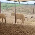 خرفان للبيع جملة وتفريد