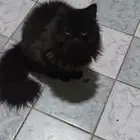 قطه بلاك ادشن