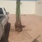 يوجد لدينا جميع انواع انخيل