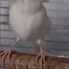 انثى كناري بيضاء للييع